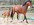 Nura Saphira mit Fohlen von Hickstead White